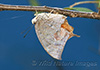 Tropical Leafwing (Anaea aidea)